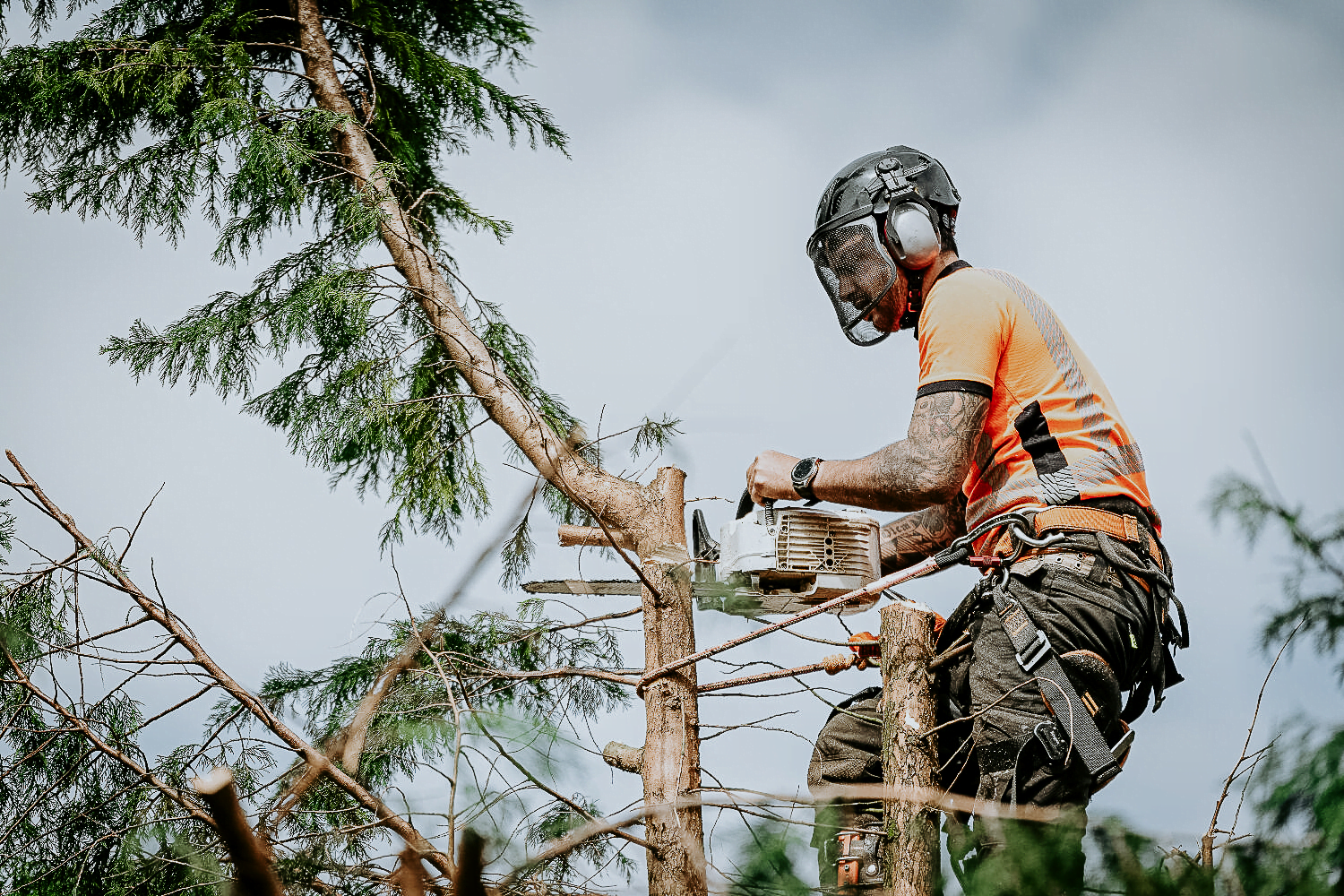 Professionnel de l'élagage en action avec une tronçonneuse, effectuant un élagage sécurisé d'un arbre à Tours